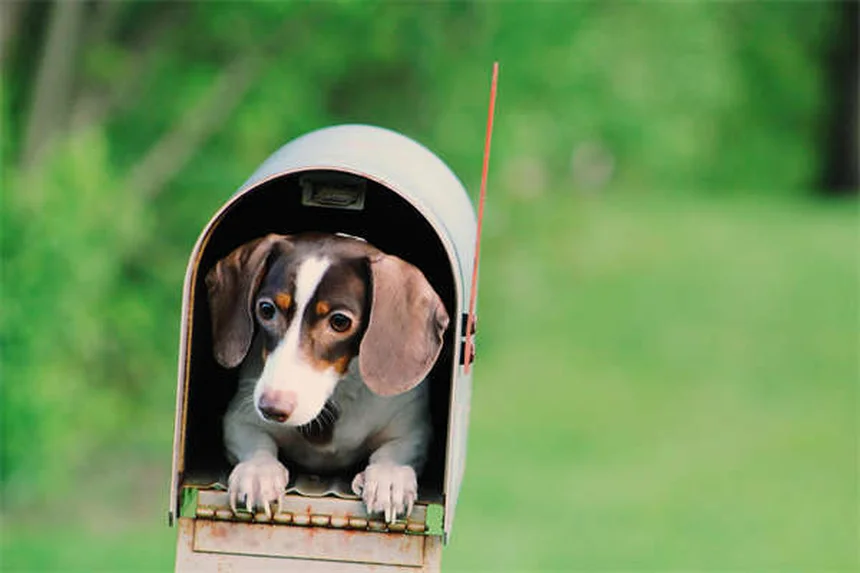 魚の貧血の症状と原因をチェック！効果的な治療法も解説