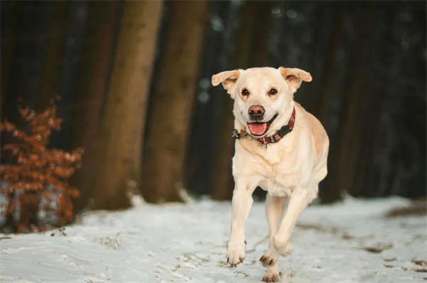 知っておきたい！愛犬が首をかしげる意外な理由と注意点