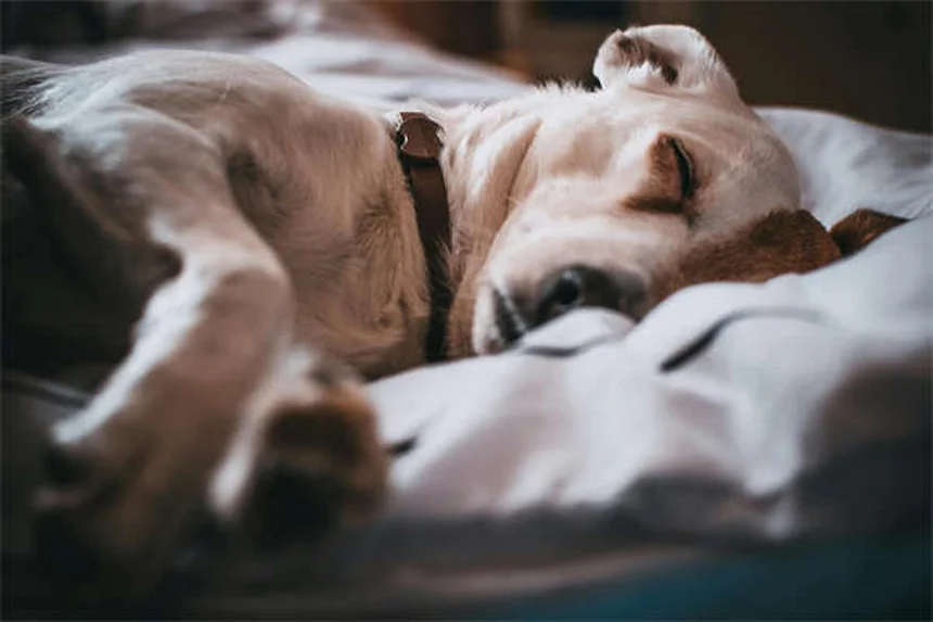 知っておきたい！愛犬が首をかしげる意外な理由と注意点