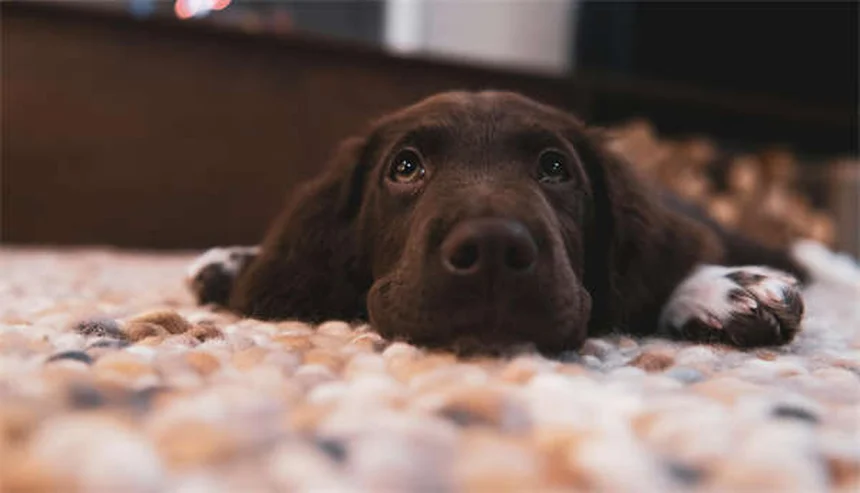 犬の破壊行動を防ぐ5つの方法｜原因と対策を徹底解説