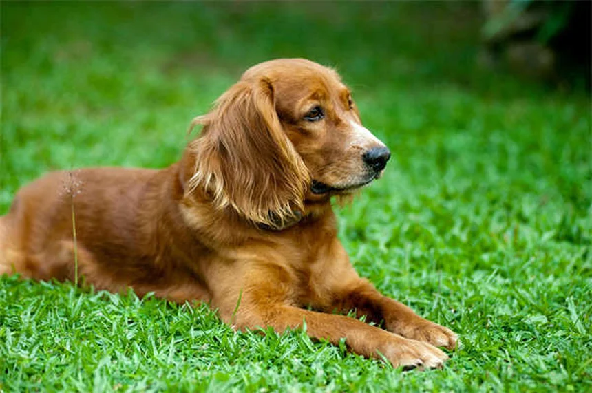 不安な犬の原因は飼い主の緊張？今日から実践できる3つの解決法