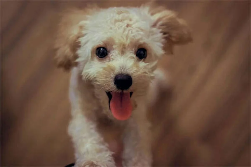 犬が脚を上げるおしっこの理由 研究が示す驚きの事実