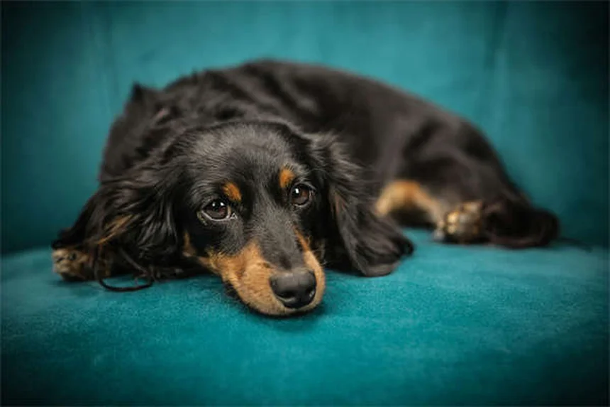 犬行動学専門家の選び方：訓練士・CAAB・獣医行動学専門医の違いと見極めポイント