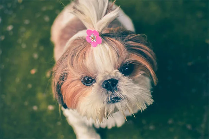 マルボフロキサシンの副作用と安全な使い方：犬猫の注意点を解説