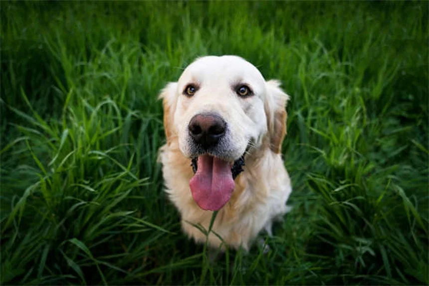 マルボフロキサシンの副作用と安全な使い方：犬猫の注意点を解説