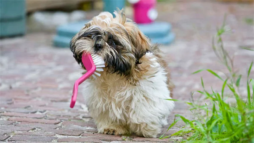 犬が傷口を舐めるのはなぜ？リスクと正しい対処法を徹底解説