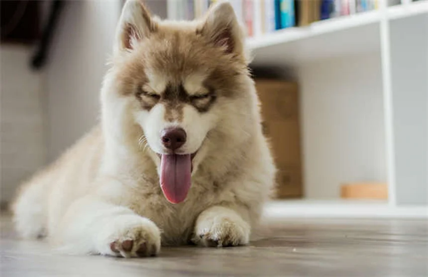 犬が傷口を舐めるのはなぜ？リスクと正しい対処法を徹底解説