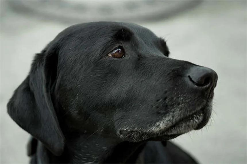 犬の肺高血圧症の初期症状5つ。見逃しサインと段階別チェック法