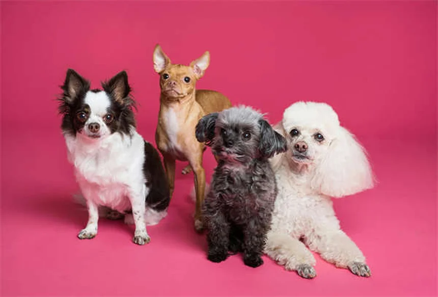 犬の妊娠中、安全な薬と避けるべき薬は？獣医師が教える正しい使い方