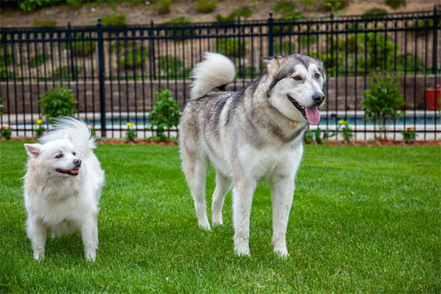 犬の妊娠中、安全な薬と避けるべき薬は？獣医師が教える正しい使い方