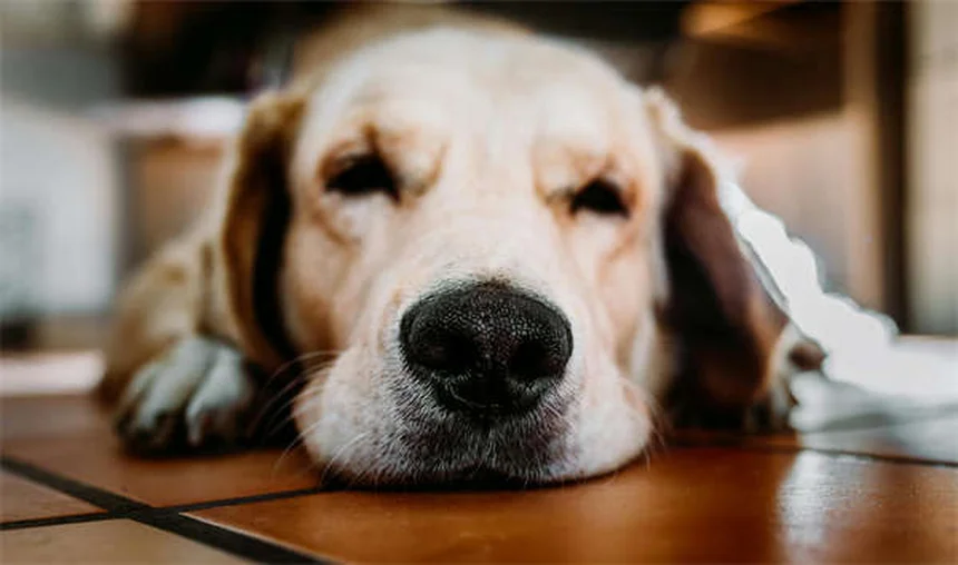 犬の里親費用、いくらかかる？内訳とお得な理由を徹底解説