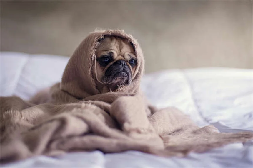 犬の狼爪甲营养不良の7つの誤解と正しい知識｜症状・治療法・長期的なケアを徹底解説