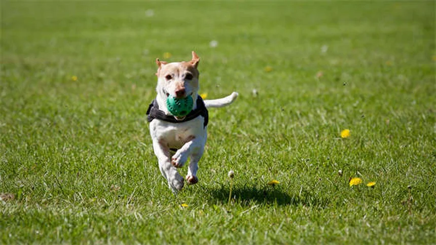専門家が教える新学期の犬の分離不安を防ぐ5つの方法