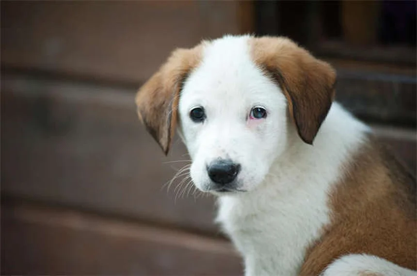 専門家が教える新学期の犬の分離不安を防ぐ5つの方法