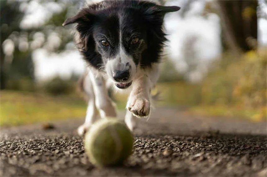 犬のファンコニー症候群の平均寿命と管理方法