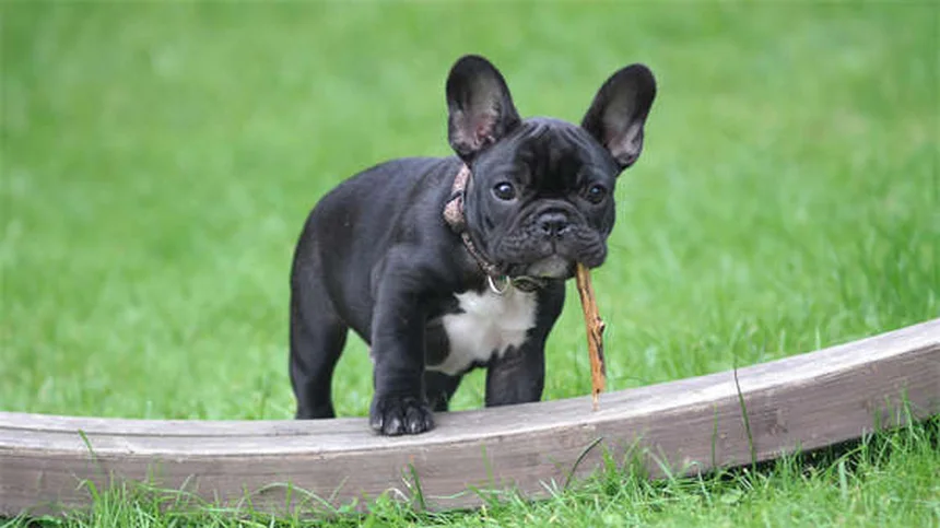 高齢犬の栄養とシニアドッグフードの正しい切り替え方、よくある5つの間違い