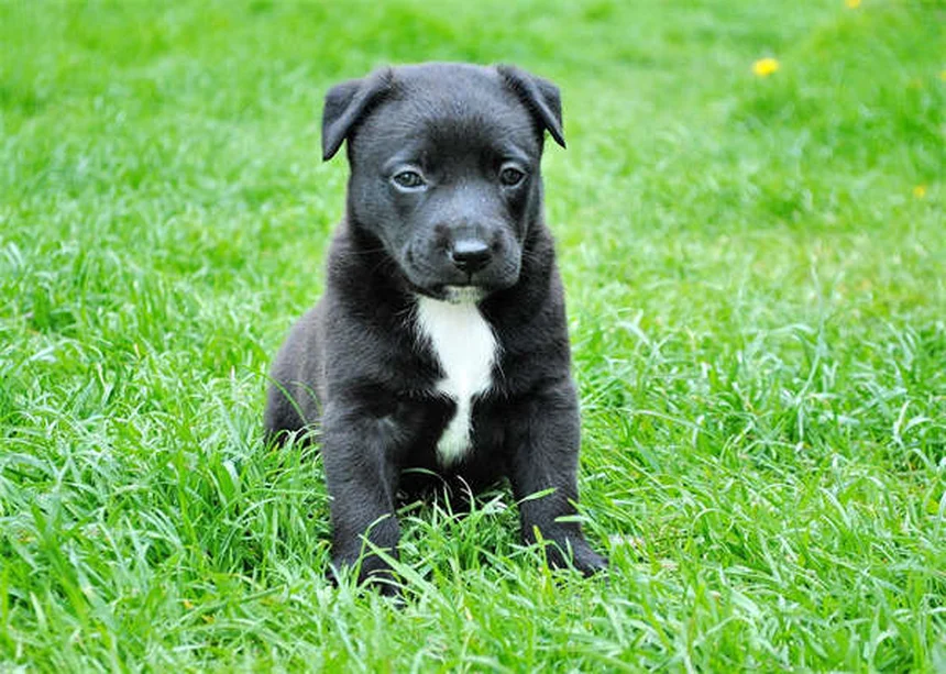 愛犬のくしゃみやかゆみの原因はベッド？