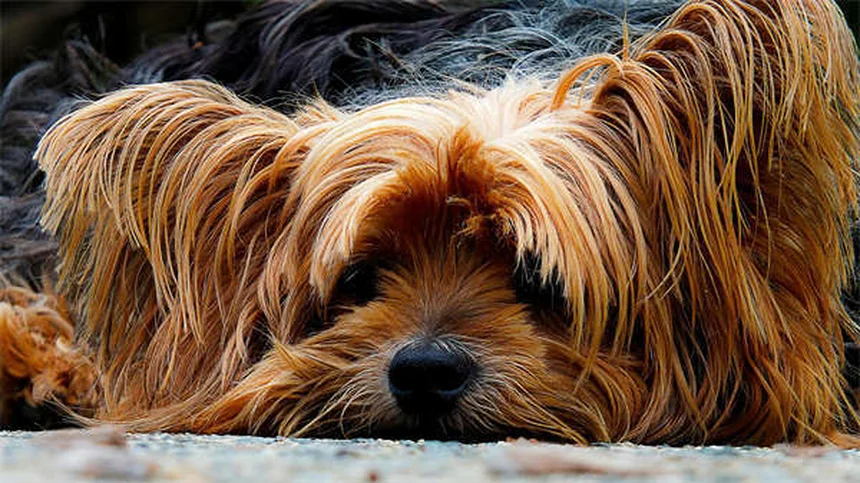 【獣医師監修】愛犬の体重測定 自宅で簡単にできる正しい頻度と方法