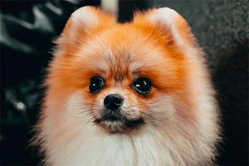 【獣医師監修】愛犬の体重測定 自宅で簡単にできる正しい頻度と方法