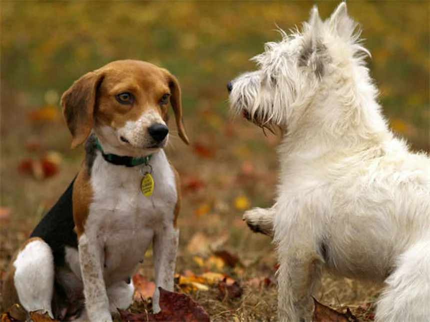 新しい犬との暮らし、最初の30日で知っておきたい正しい手順
