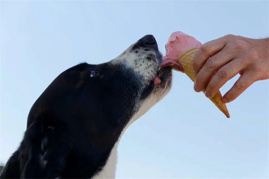 犬の季節性アレルギー：症状・原因・治療法と自宅でできる対策