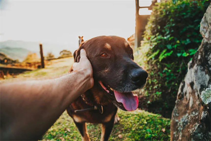 犬の季節性アレルギー：症状・原因・治療法と自宅でできる対策