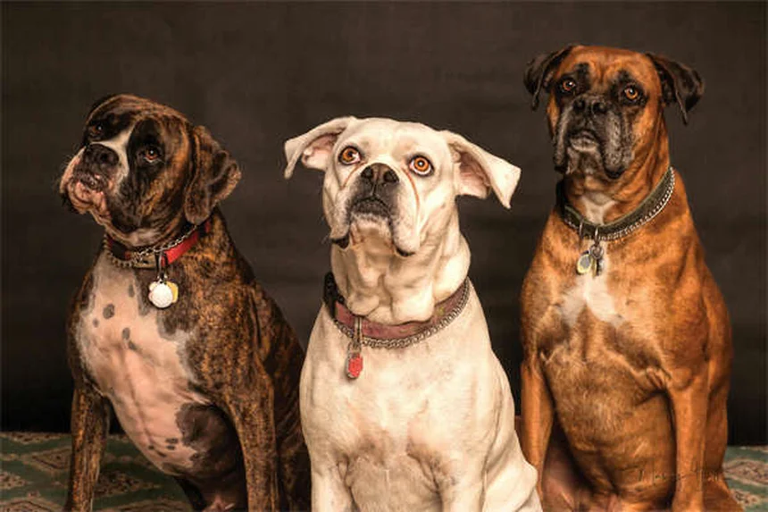 猫の歯磨き、正しいやり方と簡単なコツ