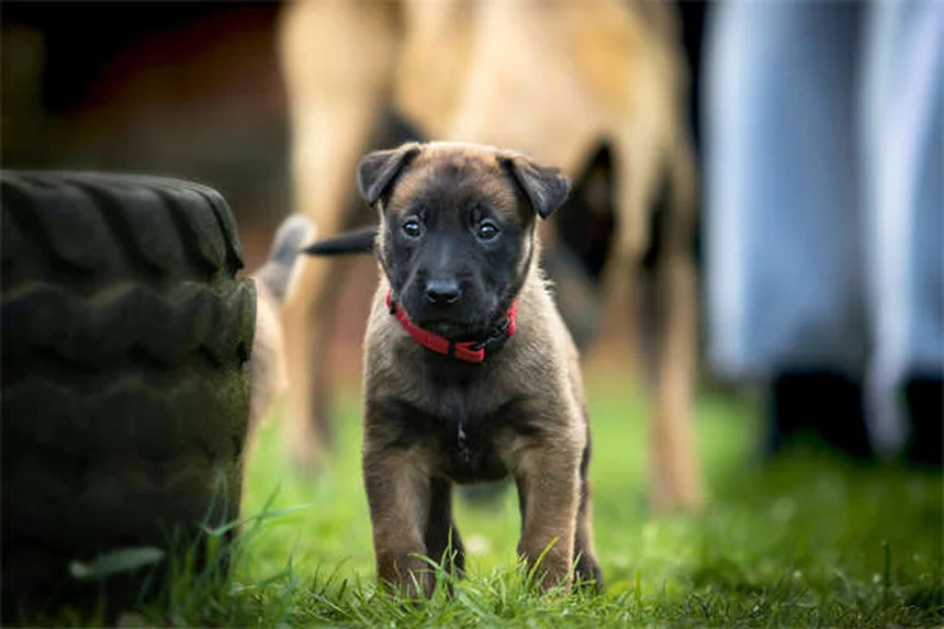 犬が草を食べる理由5つ｜驚きの真実と安全な対処法