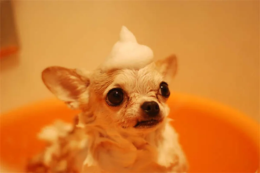 老犬の行動変化は病気のサインかもしれない