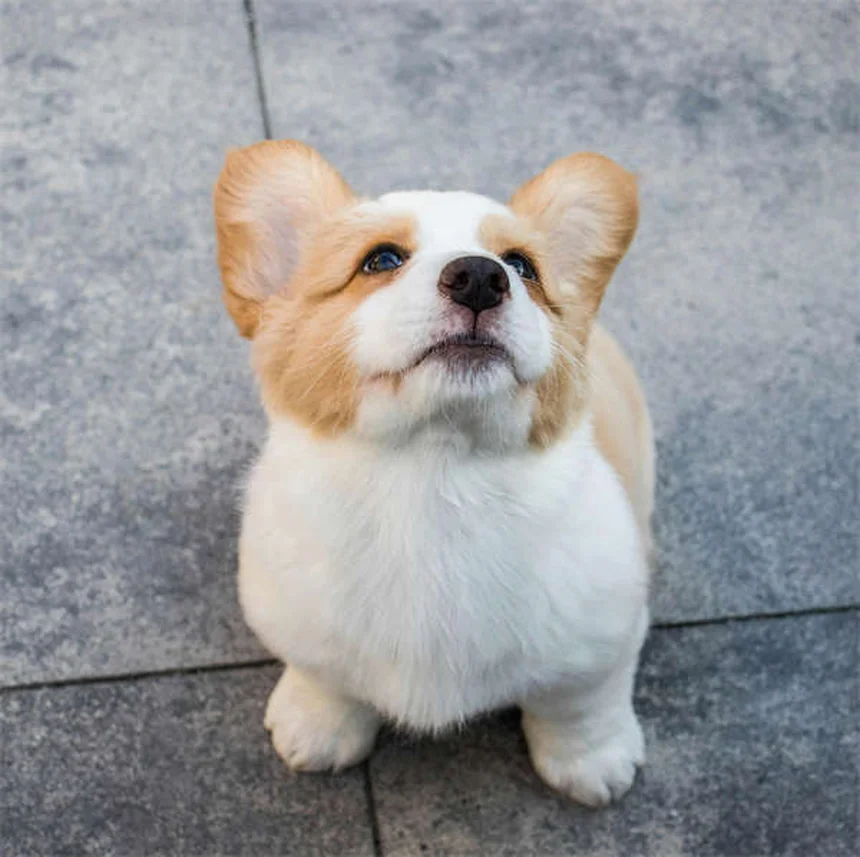 犬のスピロノラクトン：効果・副作用・正しい与え方を徹底解説