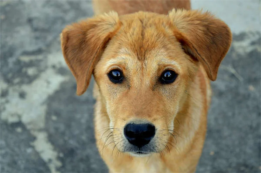 犬に薬を飲ませる時に避けるべき3つの食べ物